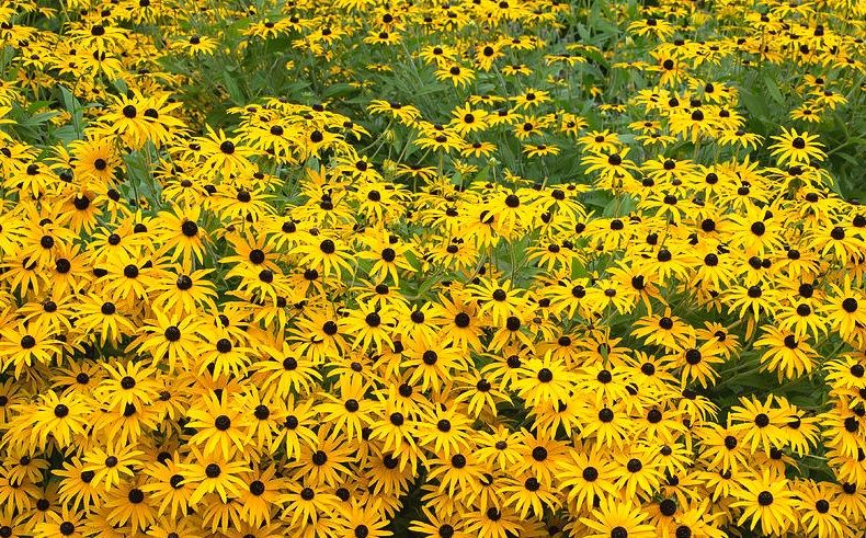 Rudbeckia Fulgida - immagine 2