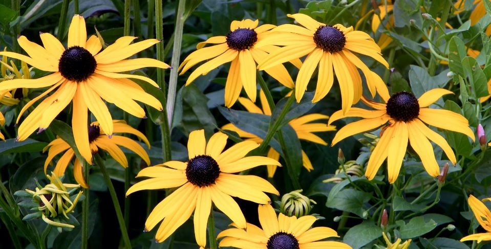 Rudbeckia Fulgida - immagine 3