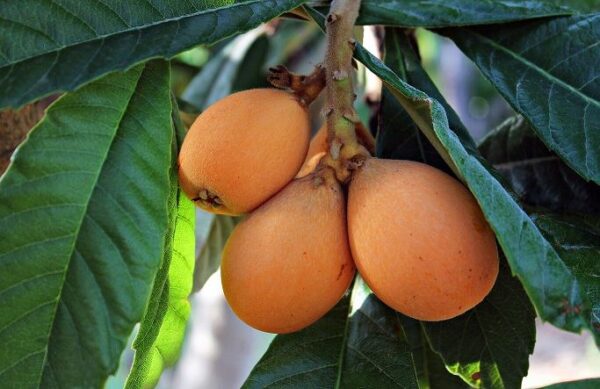 Nespolo del Giappone - "Eriobotrya japonica"