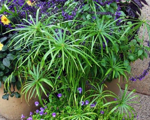 FALSO PAPIRO "Cyperus alternifolius"