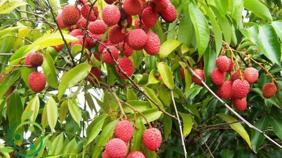 Uva del Deserto (Litchi chinensis) - immagine 2