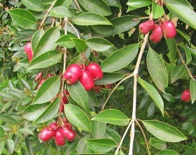 Eugenia Myrtifolia