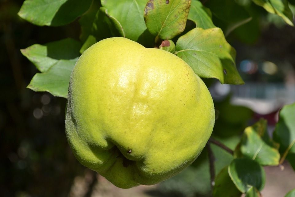 Cotogno (Cydonia oblonga) Melo e Pero