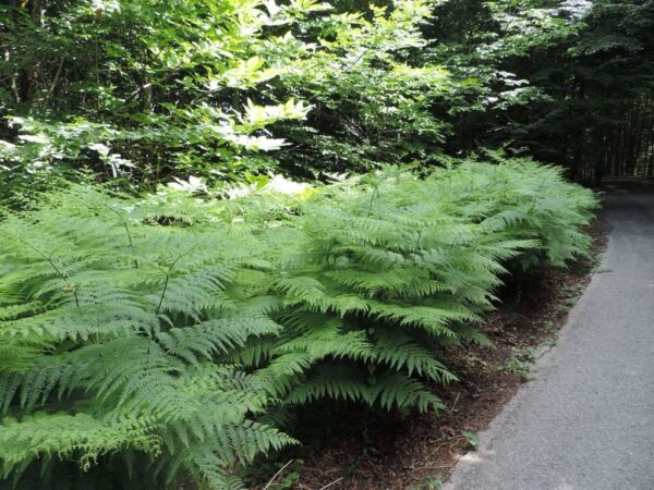 Felce aquilina (Pteridium aquilinum)