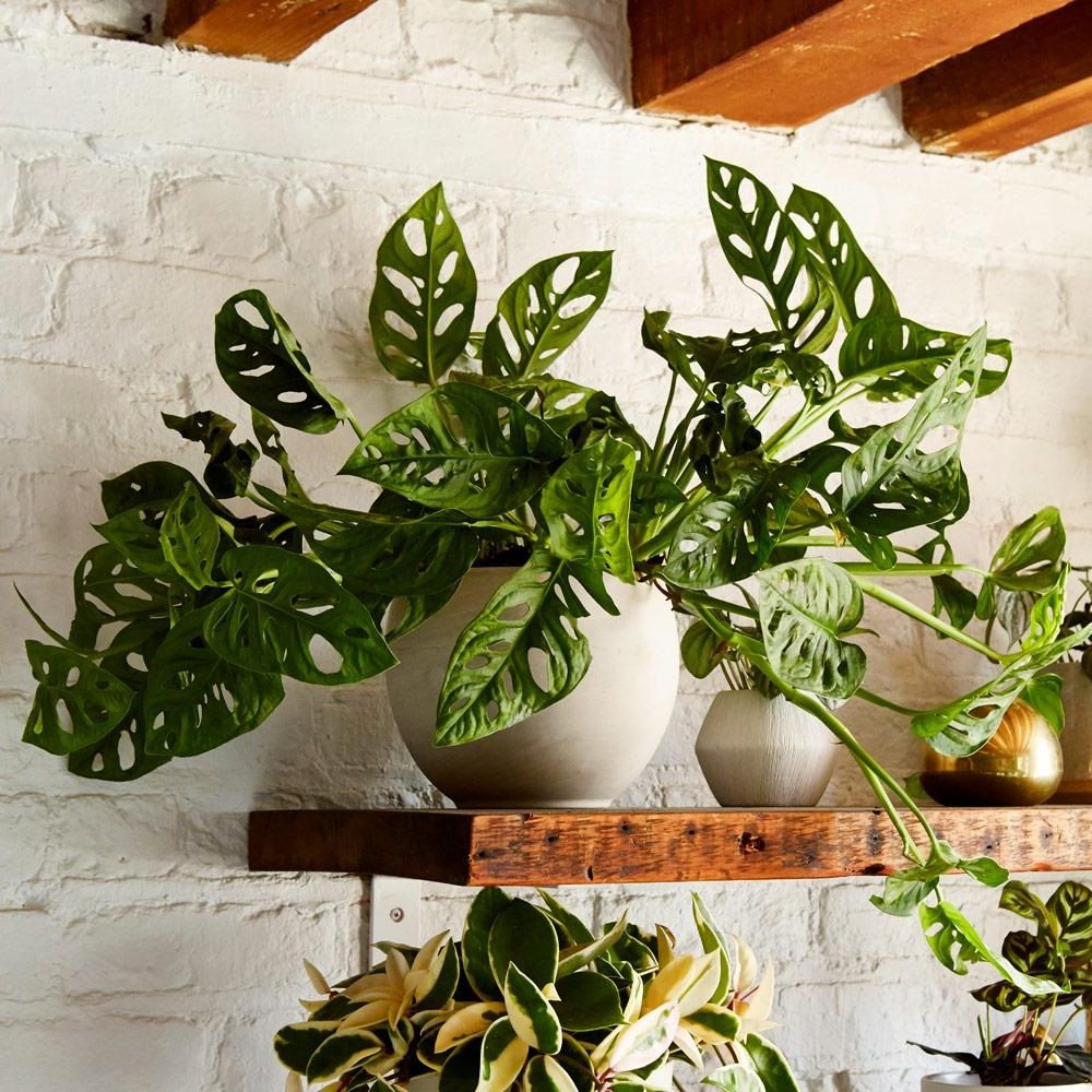 Monstera Adansonii Monkey Leaf - immagine 2