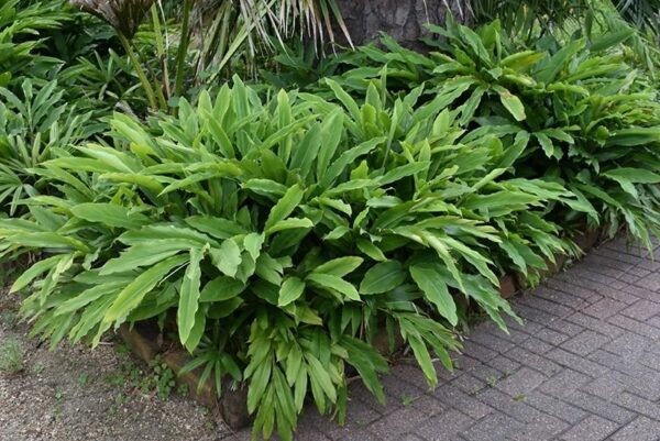 Cardamomo "Elettaria cardamomum"