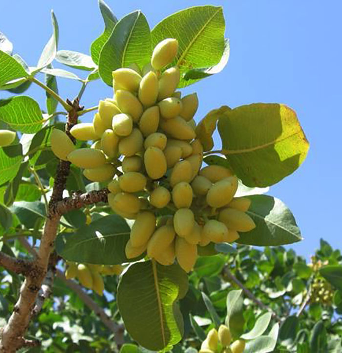 Pistacchio "Pistacia Vera" - immagine 2