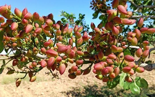 Pistacchio "Pistacia Vera" - immagine 3