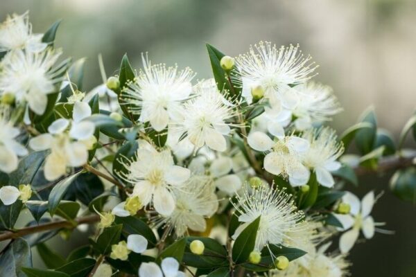 Mirto - "Myrtus communis"