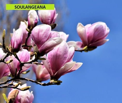 Magnolia "Soulangeana-porpurea-stellata" - immagine 2