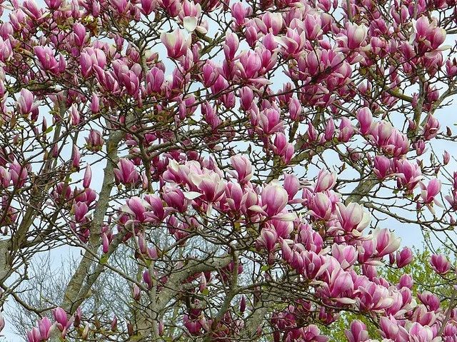 Magnolia "Soulangeana-porpurea-stellata" - immagine 3