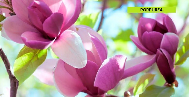 Magnolia "Soulangeana-porpurea-stellata" - immagine 4