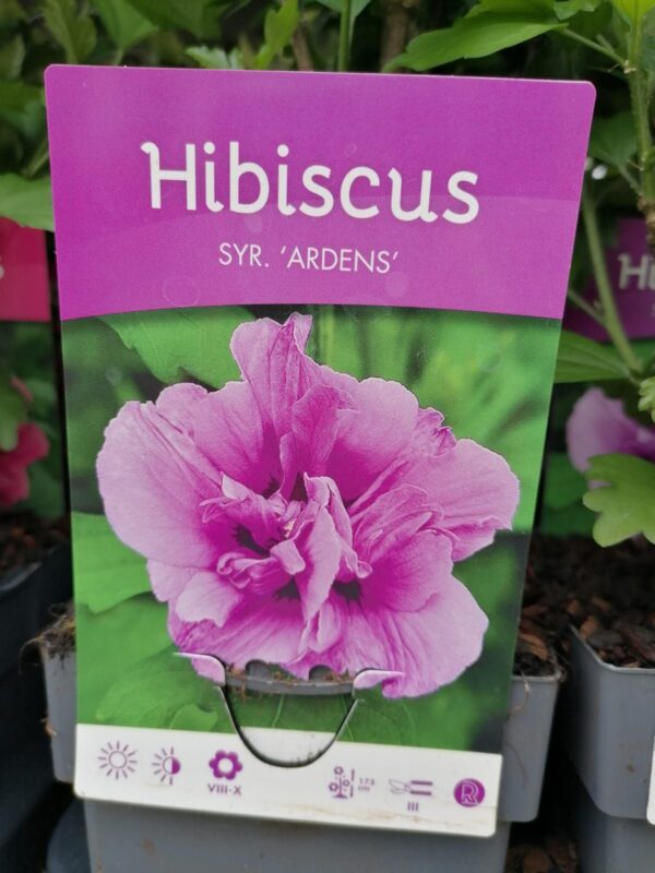 Ibisco syriacus "Hibiscus"