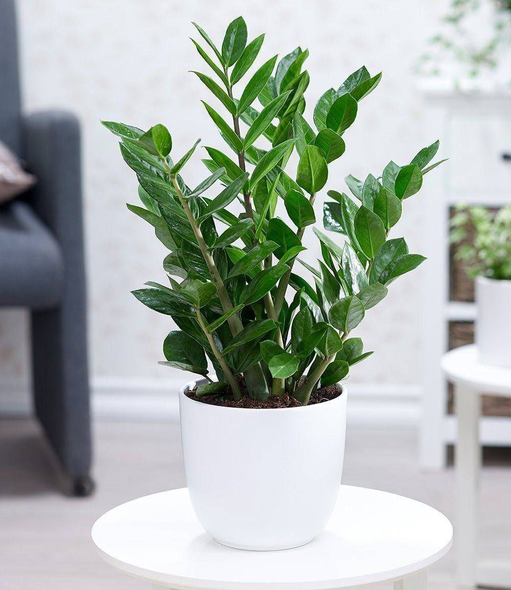 Zamioculcas zamiifolia "Pianta di Padre Pio"