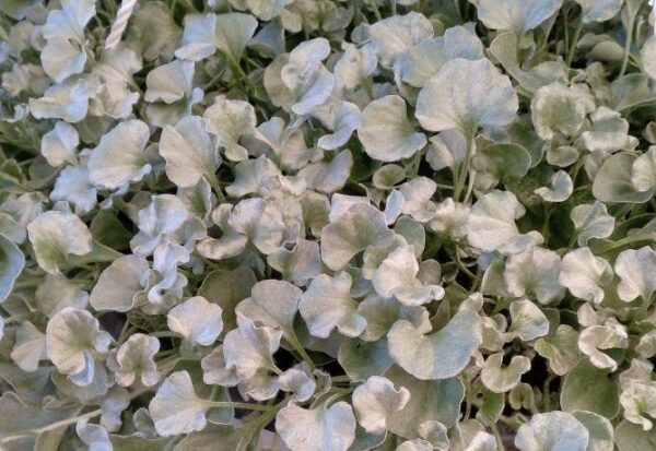 Dichondra Argentea