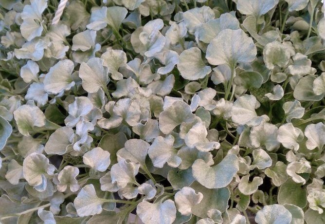Dichondra Argentea