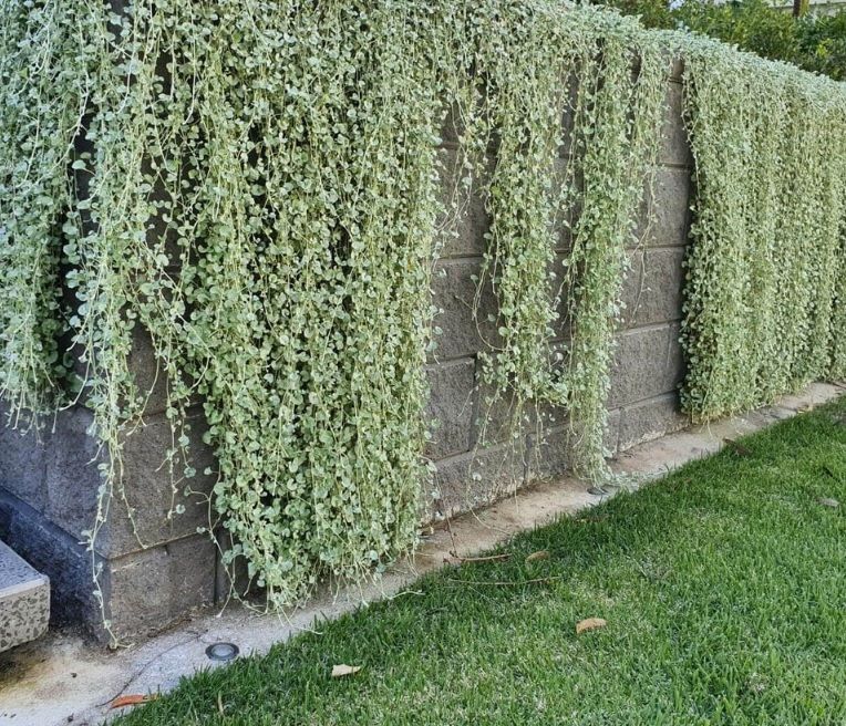 Dichondra Argentea - immagine 2