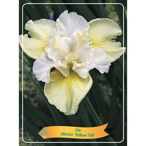 Iris sibirica