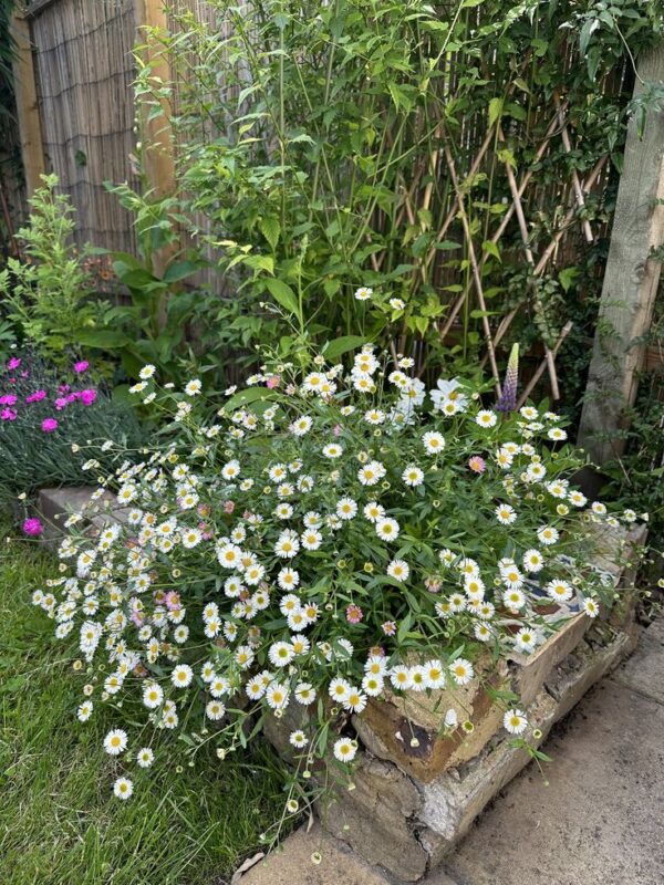 Erigeron karvinskianus