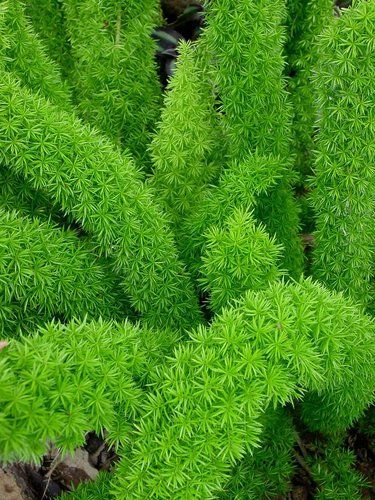 Asparagus Densiflorus "Meyersii" - Coda di volpe