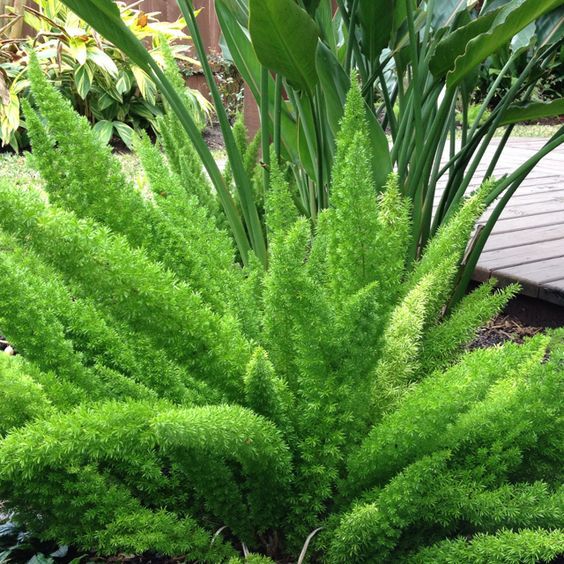 Asparagus Densiflorus "Meyersii" - Coda di volpe - immagine 2