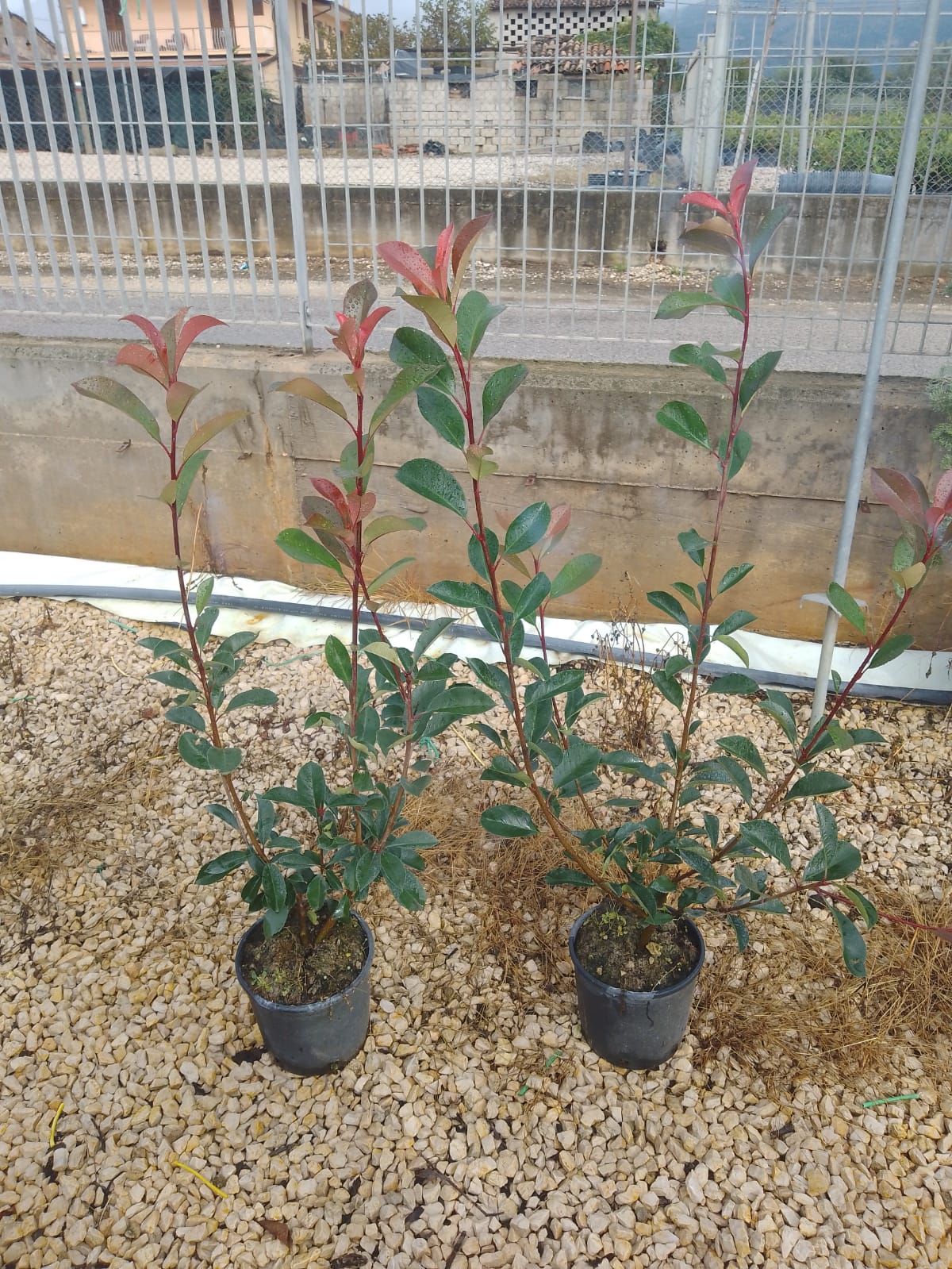 Photinia