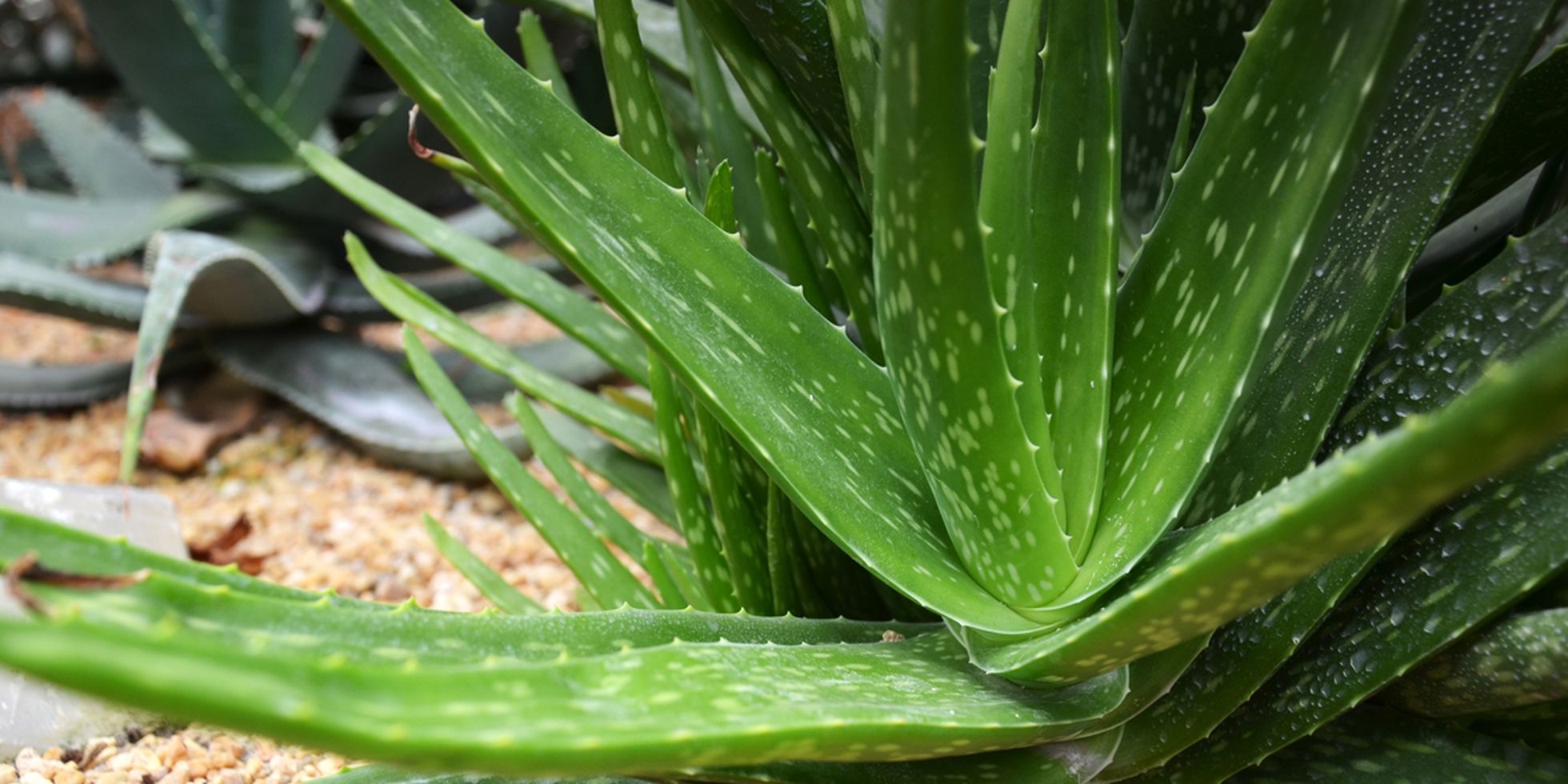 Aloe Vera - immagine 2
