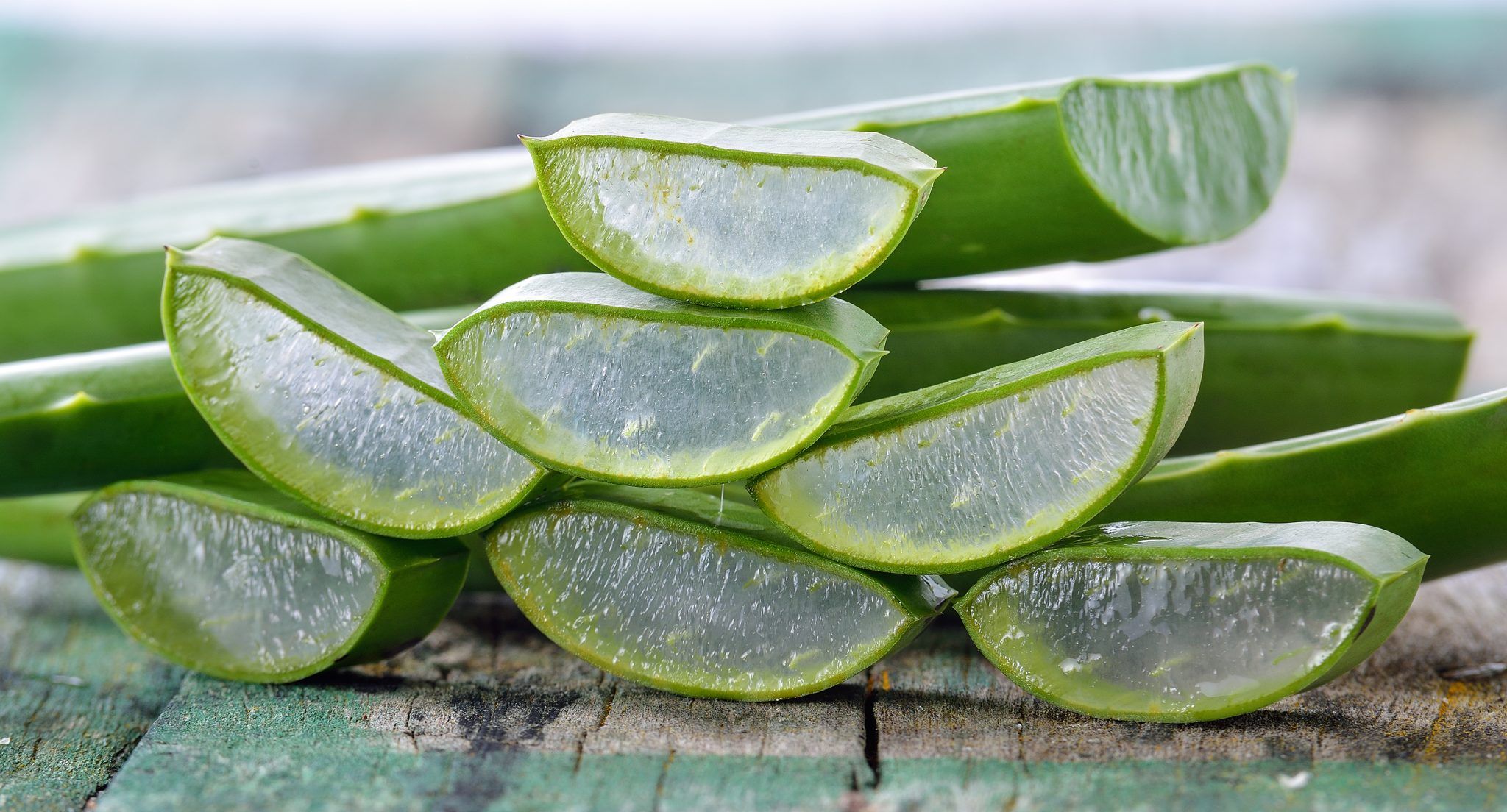 Aloe Vera - immagine 3