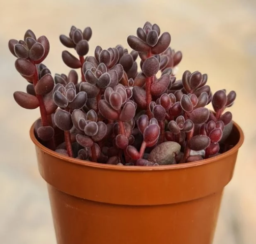 Sedum sthalii - immagine 2