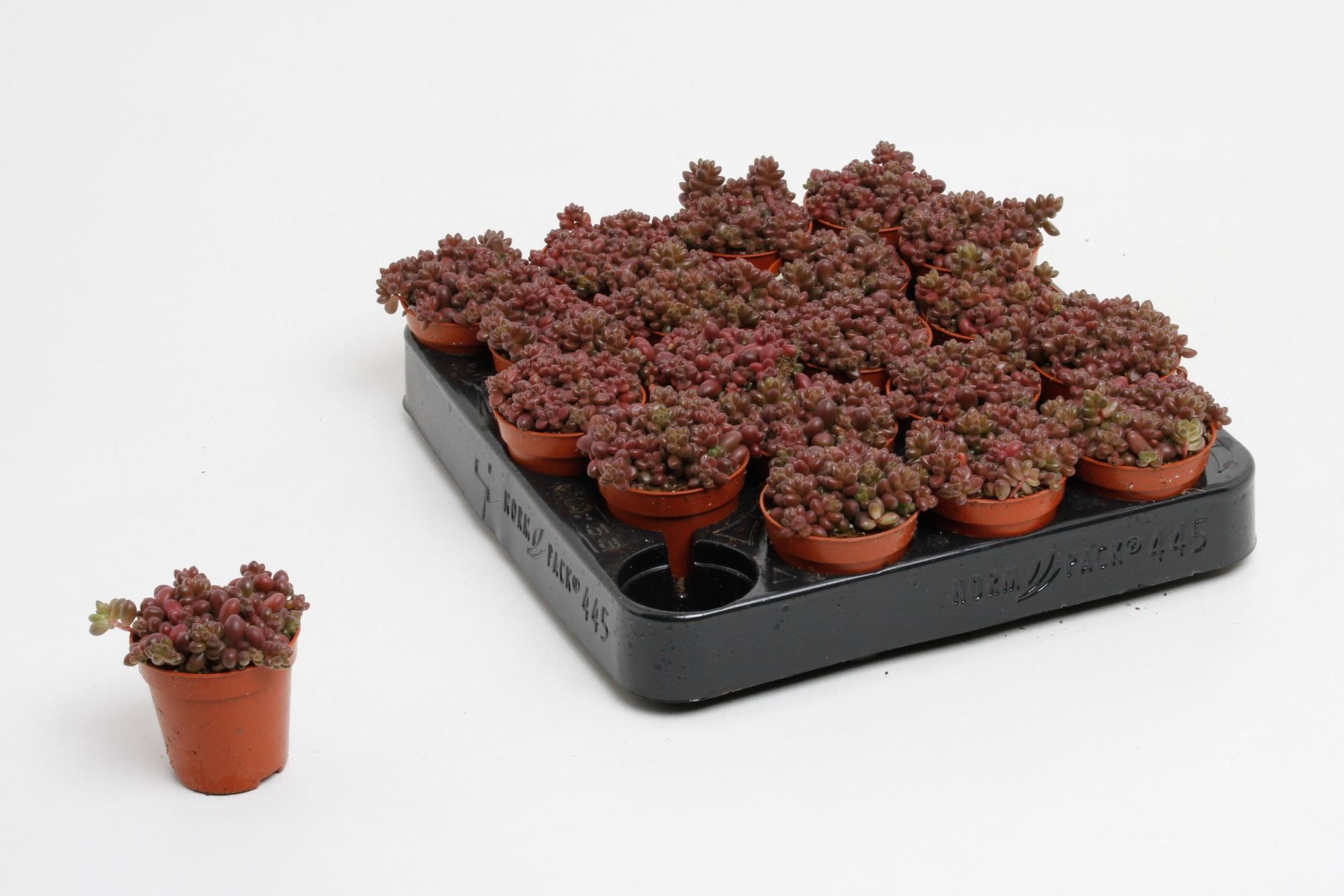 Sedum sthalii - immagine 3