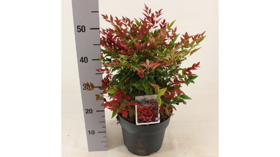 Nandina domestica Fire Power - immagine 3