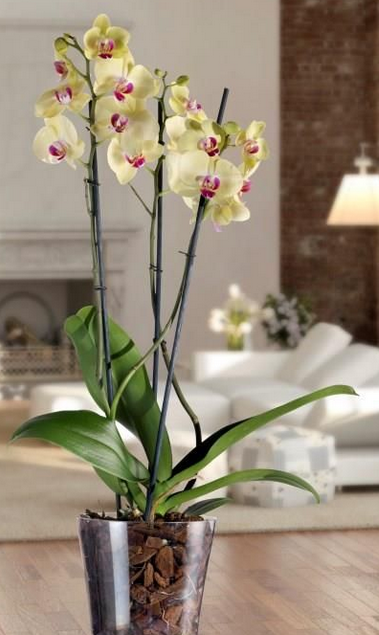 Vaso Trasparente orchidea/cymbidium - immagine 6