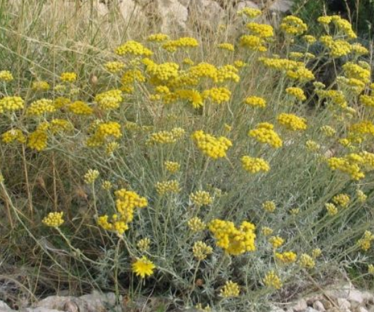 Elicriso "Helichrysum italicum"