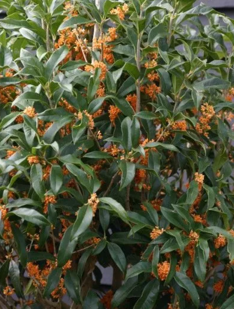Osmanthus Fragrans - "Osmanto odoroso"