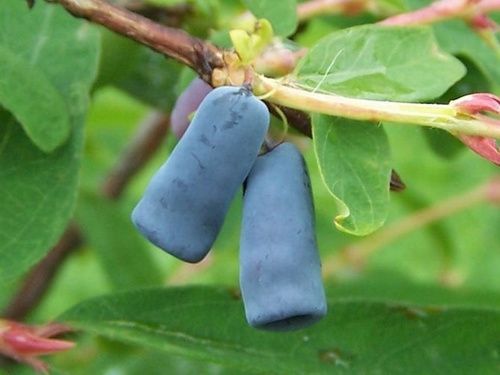 Mirtillo Siberiano "Lonicera Kamtschatica" - immagine 2