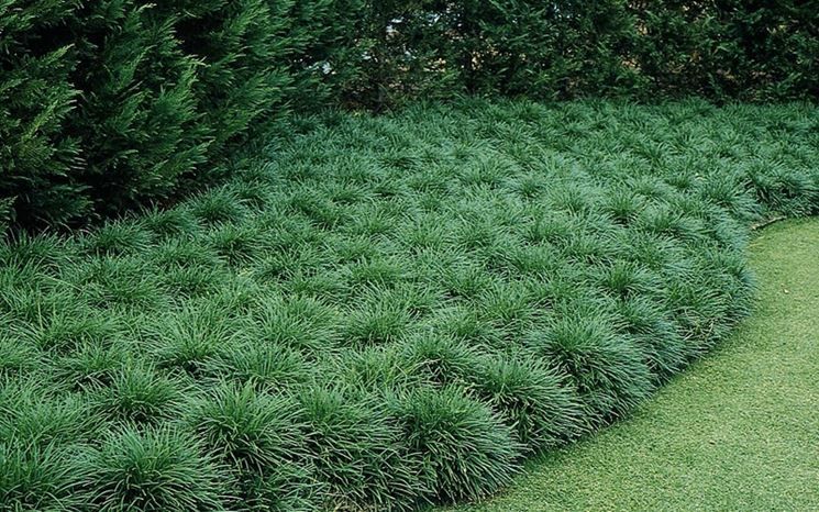 Ophiopogon Japonicus Convallaria - "Convallaria japonica" - immagine 3