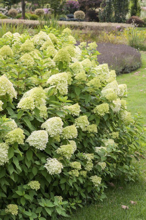 Hydrangea paniculata