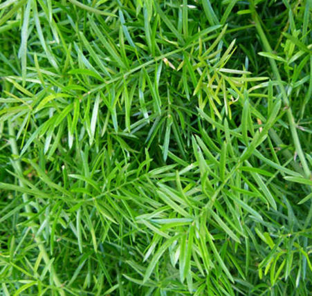 Asparagus Sprengeri