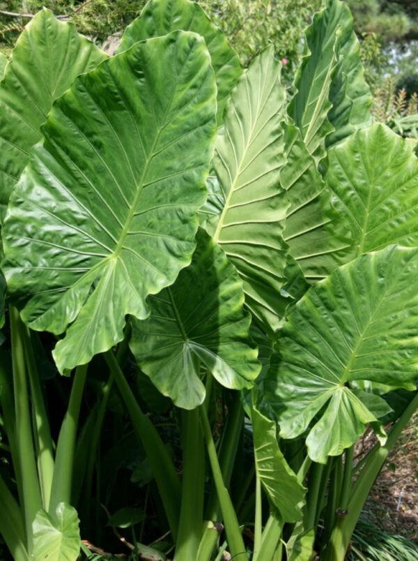 Alocasia macrorrhiza - "Orecchie di Elefante" + omaggio Concime liquido piante verdi