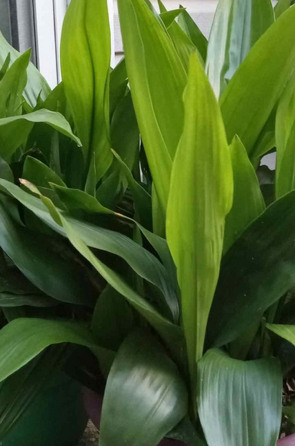 Aspidistra elatior - "Pianta di piombo" + OMAGGIO Concime Liquido - immagine 2