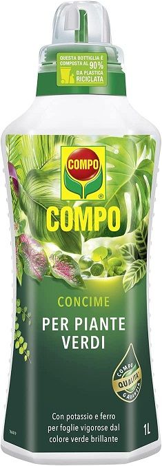 Asplenium antiquum “Osaka” + Concime liquido compo