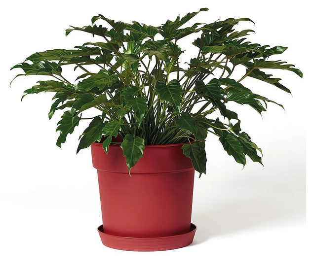 Vaso Tellus greener