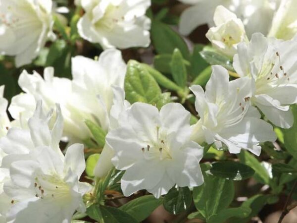 Azalea