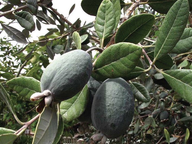 Feijoa Sellowiana - "Acca Sellowiana"