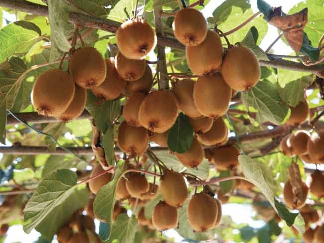 Kiwi "Actinidia Deliciosa"