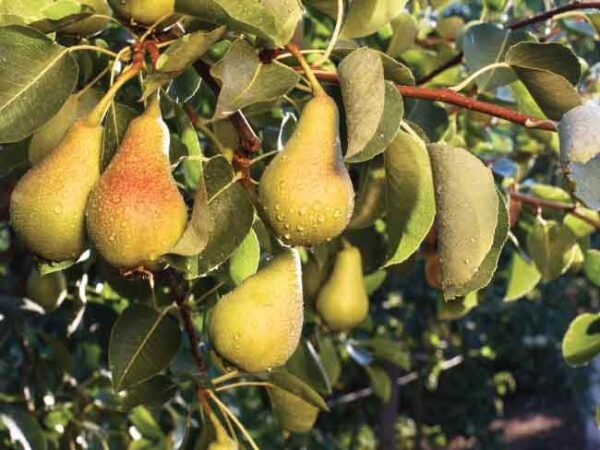 Pero (Pyrus Communis)