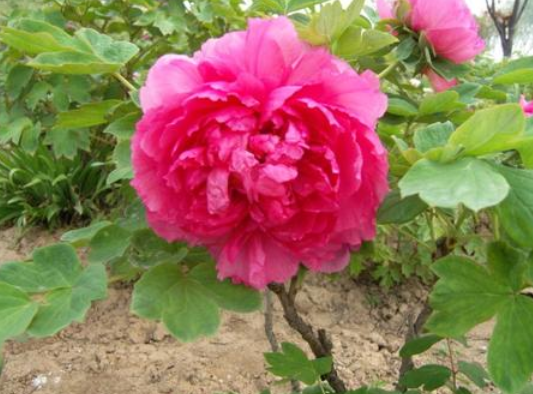 Peonia Suffruticosa