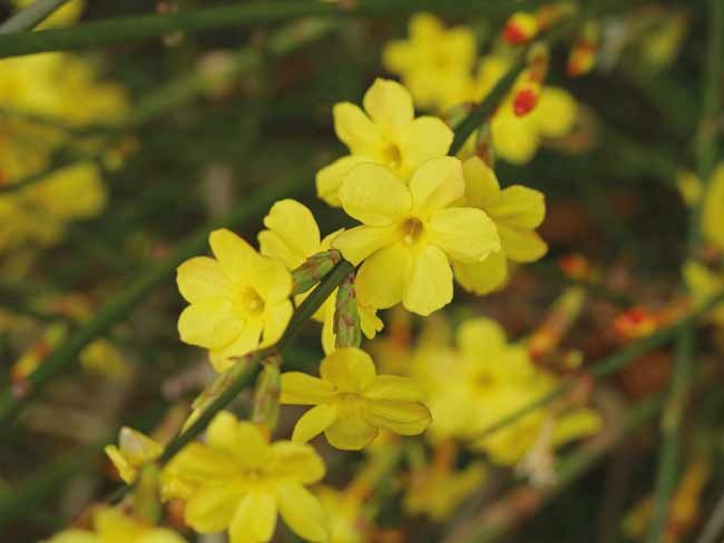 Jasminum Nudiflorum "Gelsomino di San Giuseppe"