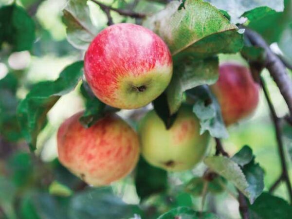 Melo "Malus domestica"
