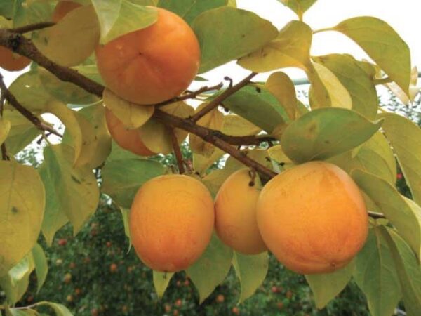 Kaki "Diospyros Kaki"